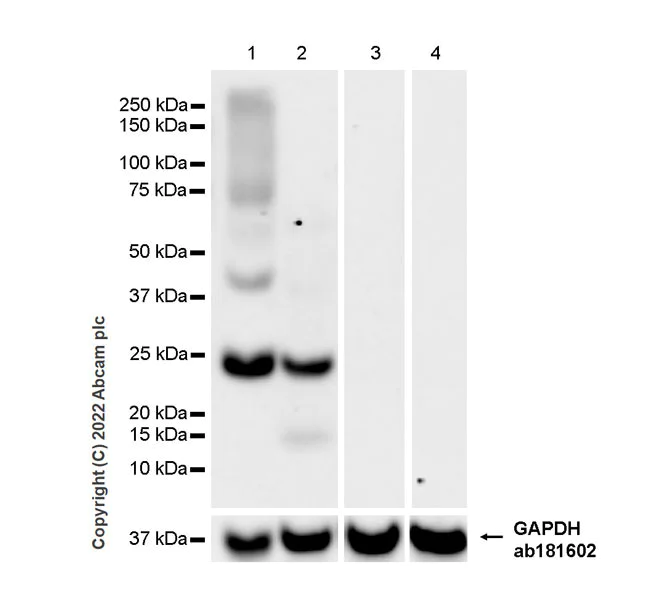Western blot - Anti-Aquaporin 5 antibody [EPR27474-70] - BSA and Azide free (AB305304)