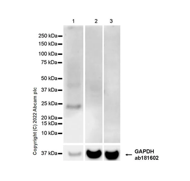 Western blot - Anti-Aquaporin 5 antibody [EPR27474-70] - BSA and Azide free (AB305304)