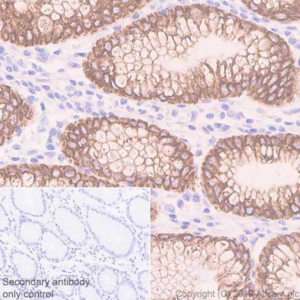 Immunohistochemistry (Formalin/PFA-fixed paraffin-embedded sections) - Anti-Aquaporin 5 antibody [EPR3747] - BSA and Azide free (AB239904)