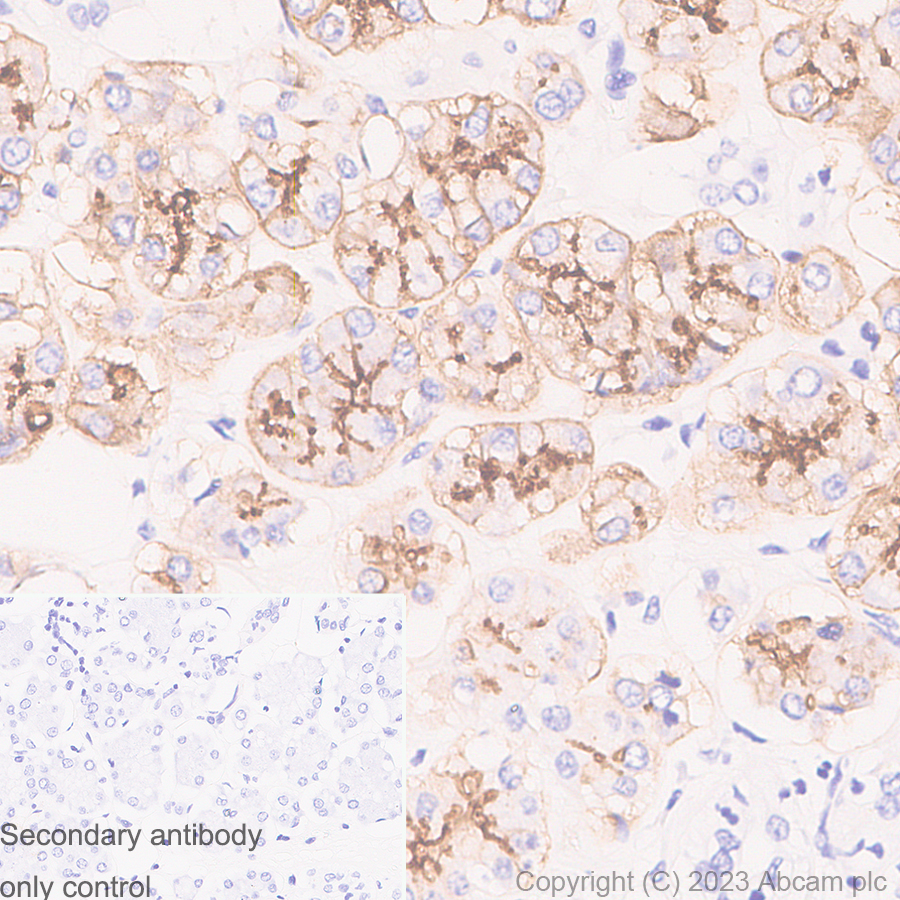 Immunohistochemistry (Formalin/PFA-fixed paraffin-embedded sections) - Anti-Aquaporin 5 antibody [RM1099] (ab315855), expandable thumbnail