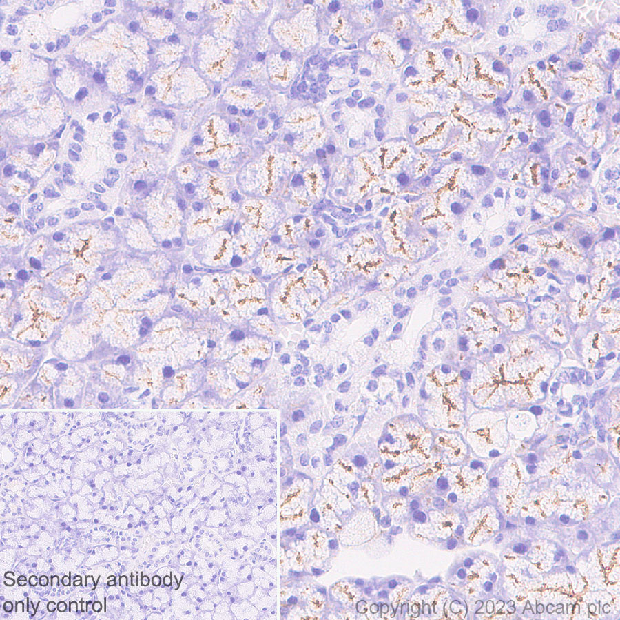 Immunohistochemistry (Formalin/PFA-fixed paraffin-embedded sections) - Anti-Aquaporin 5 antibody [RM1099] (ab315855), expandable thumbnail