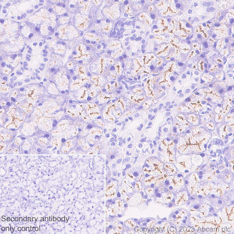 Immunohistochemistry (Formalin/PFA-fixed paraffin-embedded sections) - Anti-Aquaporin 5 antibody [RM1099] (AB315855)