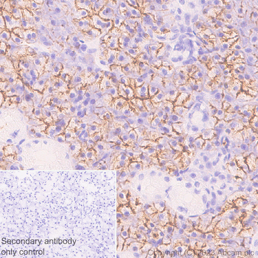 Immunohistochemistry (Formalin/PFA-fixed paraffin-embedded sections) - Anti-Aquaporin 5 antibody [RM1099] (ab315855), expandable thumbnail