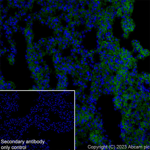 Immunohistochemistry (Frozen sections) - Anti-Aquaporin 5 antibody [RM1099] (ab315855), expandable thumbnail