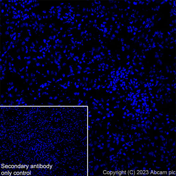 Immunohistochemistry (Frozen sections) - Anti-Aquaporin 5 antibody [RM1099] (ab315855), expandable thumbnail