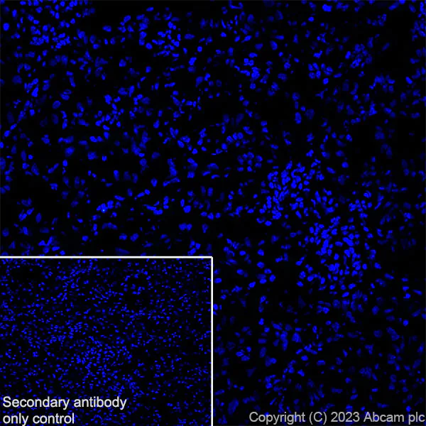 Immunohistochemistry (Frozen sections) - Anti-Aquaporin 5 antibody [RM1099] (AB315855)