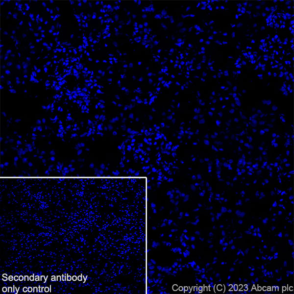 Immunohistochemistry (Frozen sections) - Anti-Aquaporin 5 antibody [RM1099] (ab315855), expandable thumbnail