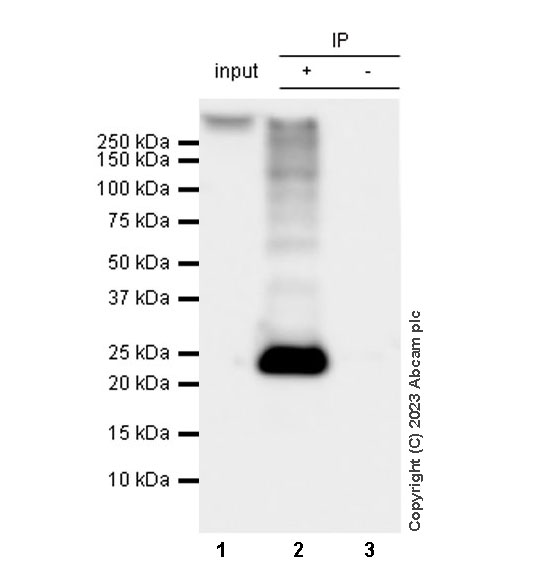 Immunoprecipitation - Anti-Aquaporin 5 antibody [RM1099] (AB315855), expandable thumbnail