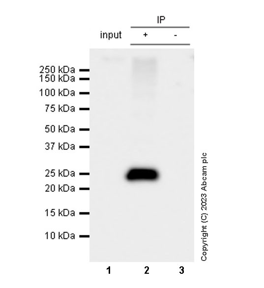 Immunoprecipitation - Anti-Aquaporin 5 antibody [RM1099] (AB315855), expandable thumbnail