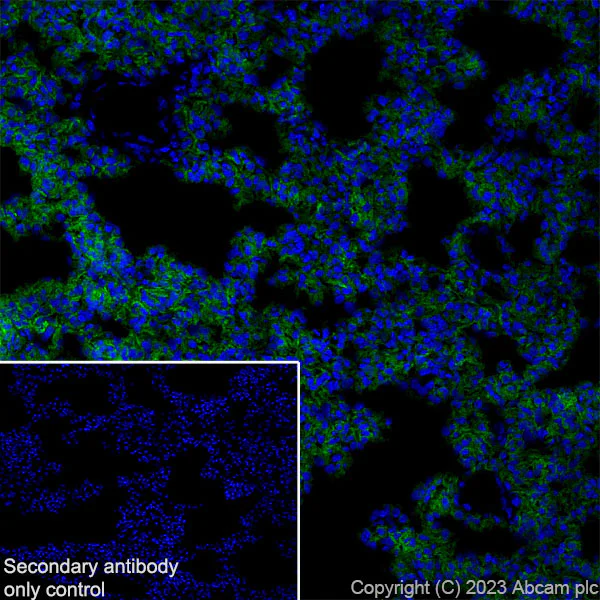 Immunohistochemistry (Frozen sections) - Anti-Aquaporin 5 antibody [RM1099] - BSA and Azide free (AB315856)