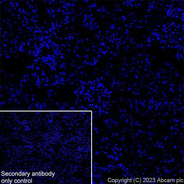 Immunohistochemistry (Frozen sections) - Anti-Aquaporin 5 antibody [RM1099] - BSA and Azide free (AB315856)