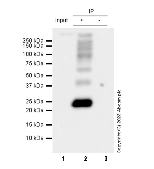 Immunoprecipitation - Anti-Aquaporin 5 antibody [RM1099] - BSA and Azide free (AB315856)