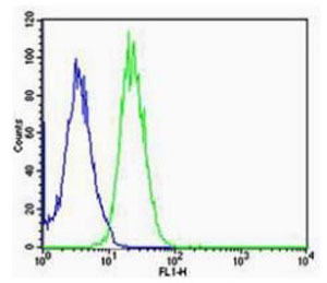 Flow Cytometry (Intracellular) - Anti-Arc antibody (AB203056)