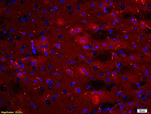 Immunohistochemistry (Formalin/PFA-fixed paraffin-embedded sections) - Anti-Arc antibody (AB203056)