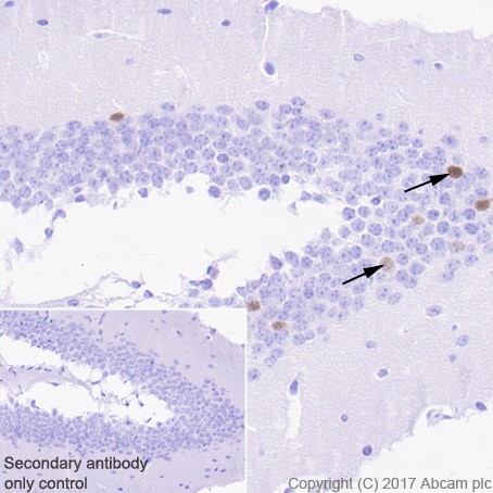 Immunohistochemistry (Formalin/PFA-fixed paraffin-embedded sections) - Anti-Arc antibody [EPR18950] (AB183183), expandable thumbnail