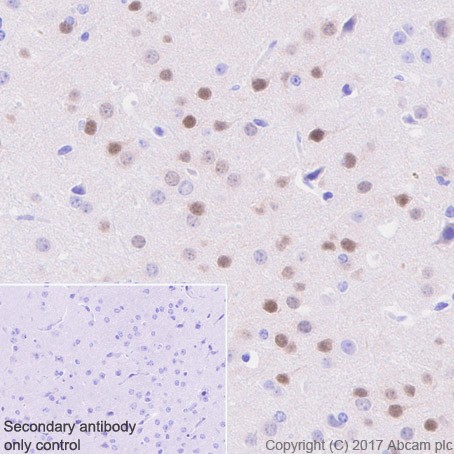 Immunohistochemistry (Formalin/PFA-fixed paraffin-embedded sections) - Anti-Arc antibody [EPR18950] (ab183183), expandable thumbnail