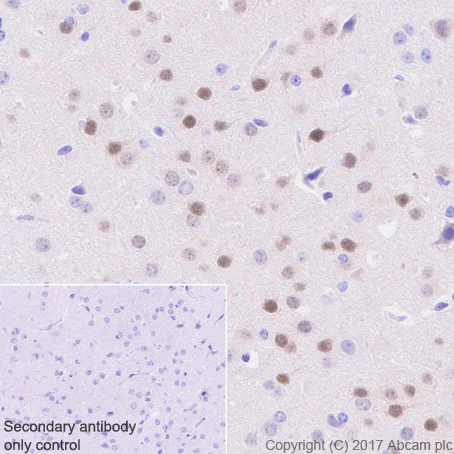 Immunohistochemistry (Formalin/PFA-fixed paraffin-embedded sections) - Anti-Arc antibody [EPR18950] (AB183183)