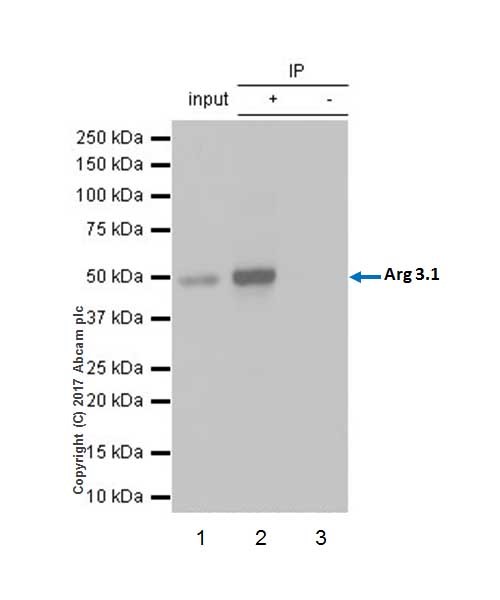 Immunoprecipitation - Anti-Arc antibody [EPR18950] (AB183183), expandable thumbnail