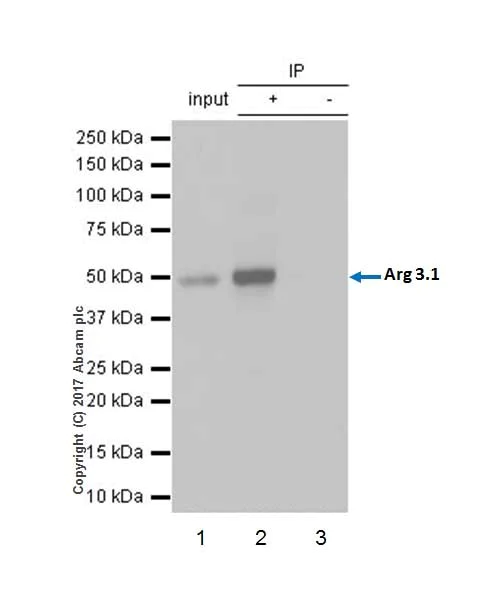 Immunoprecipitation - Anti-Arc antibody [EPR18950] (AB183183)