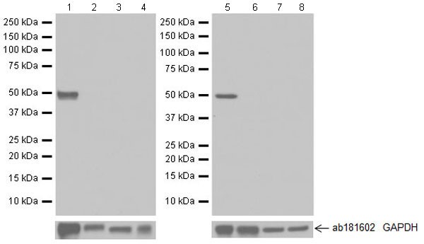 Western blot - Anti-Arc antibody [EPR18950] (AB183183), expandable thumbnail