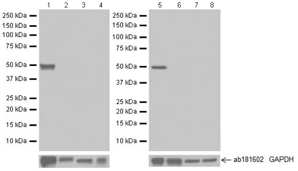 Western blot - Anti-Arc antibody [EPR18950] (AB183183)