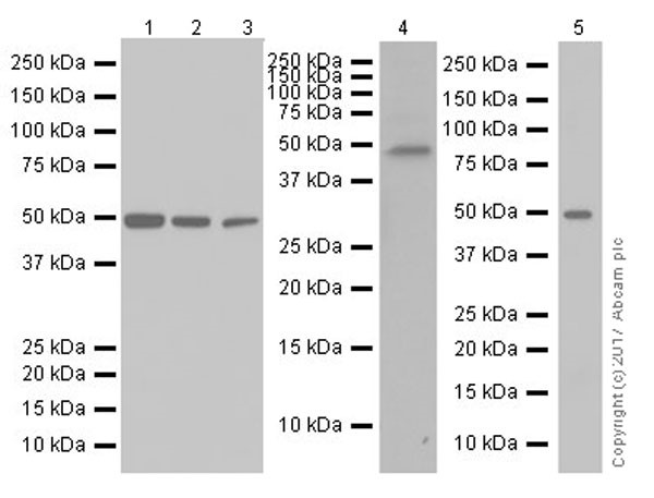 Western blot - Anti-Arc antibody [EPR18950] (AB183183), expandable thumbnail