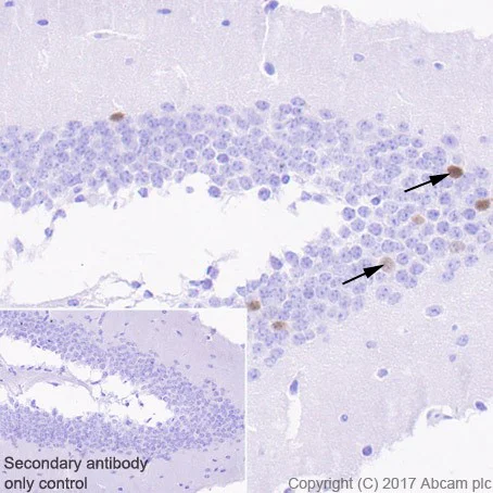 Immunohistochemistry (Formalin/PFA-fixed paraffin-embedded sections) - Anti-Arc antibody [EPR18950] - BSA and Azide free (AB224717)