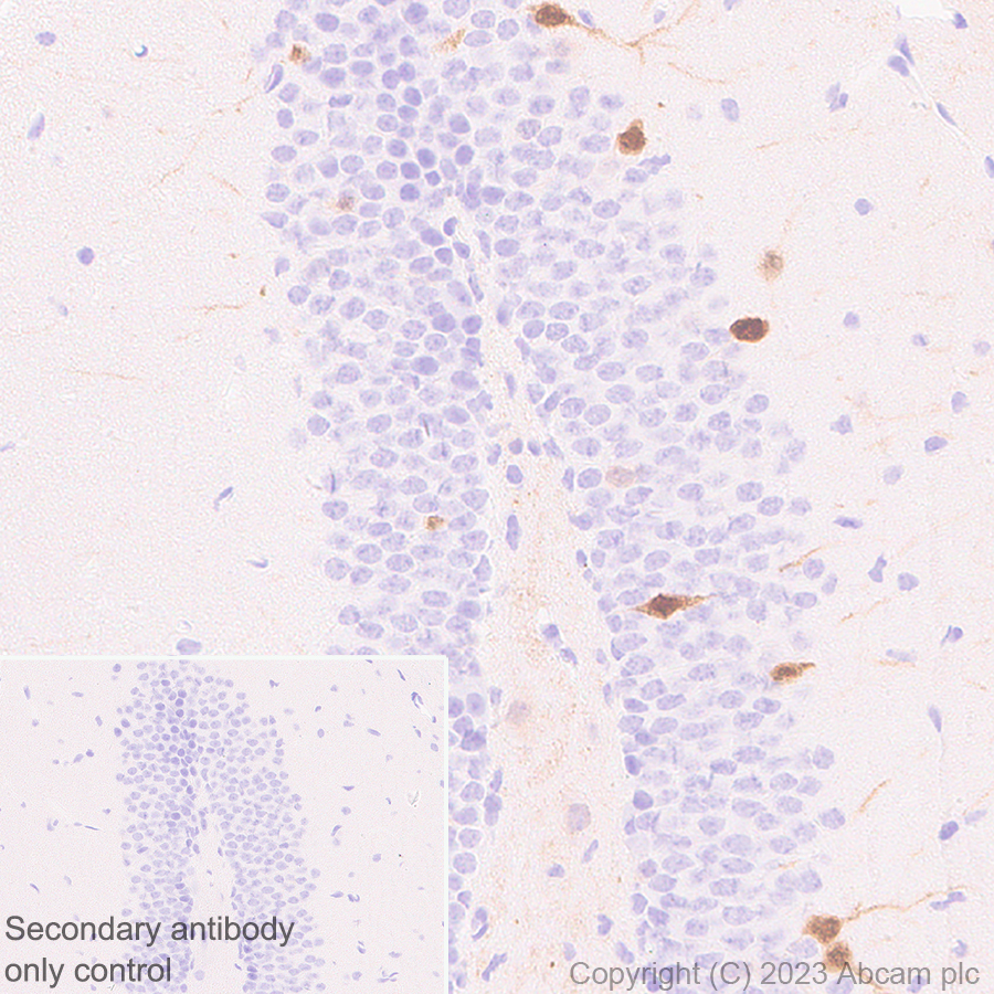 Immunohistochemistry (Formalin/PFA-fixed paraffin-embedded sections) - Anti-Arc antibody [EPR24093-90] (ab309193), expandable thumbnail