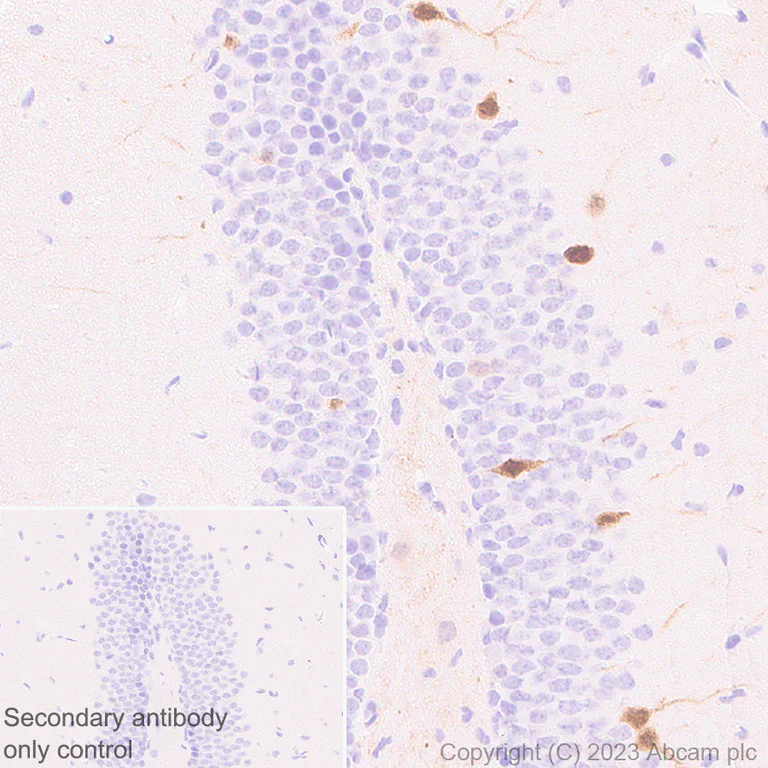 Immunohistochemistry (Formalin/PFA-fixed paraffin-embedded sections) - Anti-Arc antibody [EPR24093-90] (AB309193)