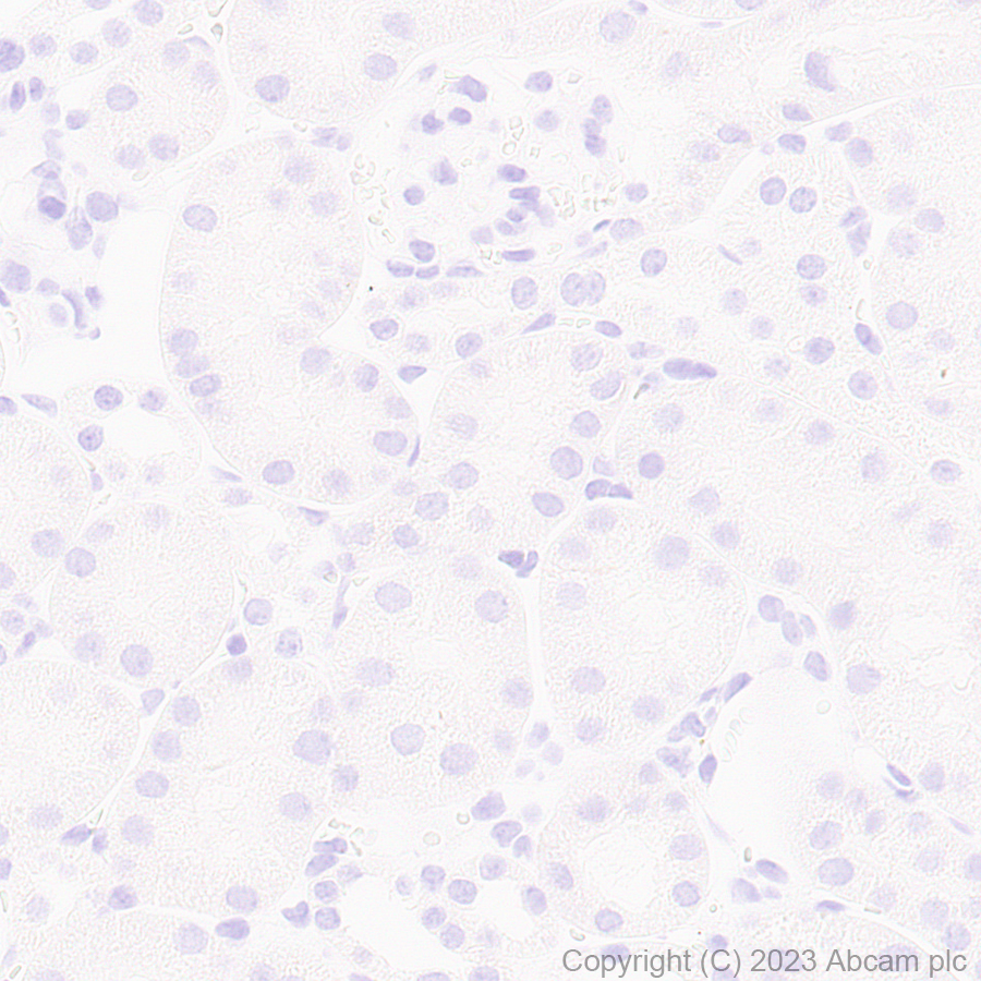 Immunohistochemistry (Formalin/PFA-fixed paraffin-embedded sections) - Anti-Arc antibody [EPR24093-90] (AB309193), expandable thumbnail