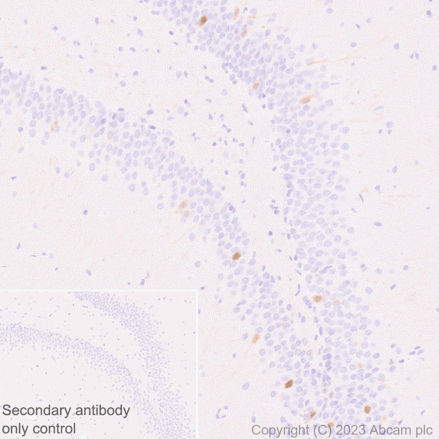 Immunohistochemistry (Formalin/PFA-fixed paraffin-embedded sections) - Anti-Arc antibody [EPR24093-90] (AB309193), expandable thumbnail