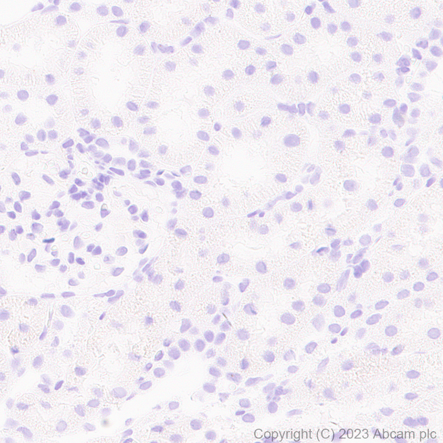 Immunohistochemistry (Formalin/PFA-fixed paraffin-embedded sections) - Anti-Arc antibody [EPR24093-90] (AB309193), expandable thumbnail