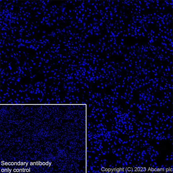 Immunohistochemistry (Frozen sections) - Anti-Arc antibody [EPR24093-90] (AB309193)