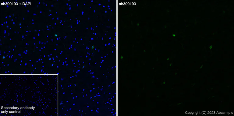 Immunohistochemistry (Frozen sections) - Anti-Arc antibody [EPR24093-90] (AB309193)
