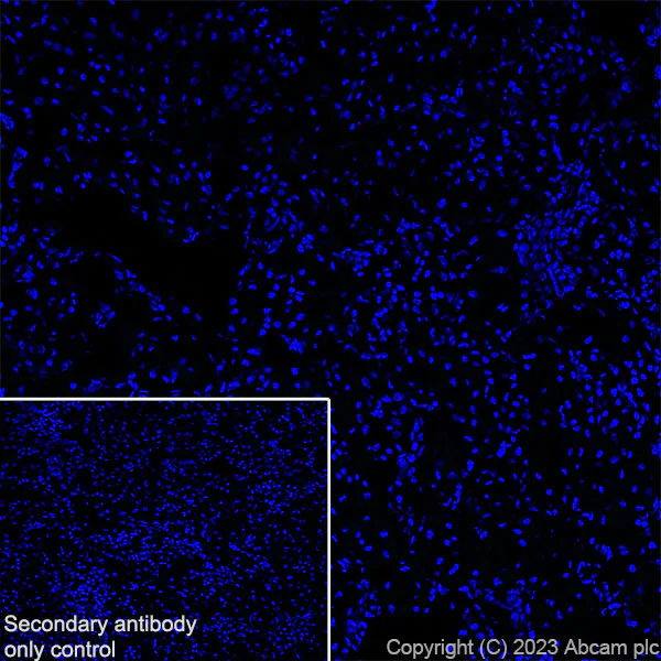 Immunohistochemistry (Frozen sections) - Anti-Arc antibody [EPR24093-90] (AB309193)