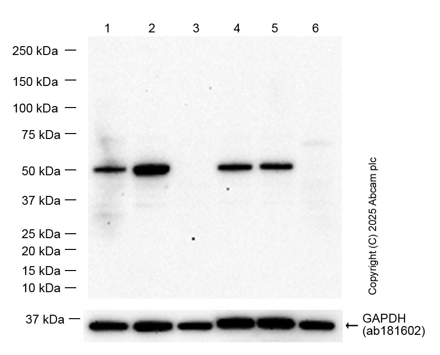 Western blot - Anti-Arc antibody [EPR24093-90] (AB309193), expandable thumbnail
