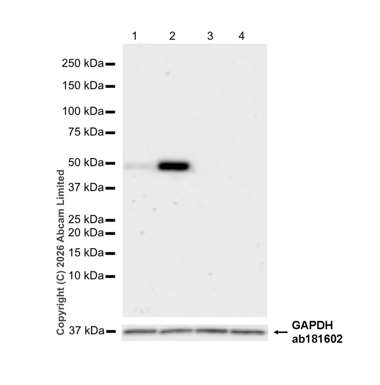 Western blot - Anti-Arc antibody [EPR24093-90] (AB309193)