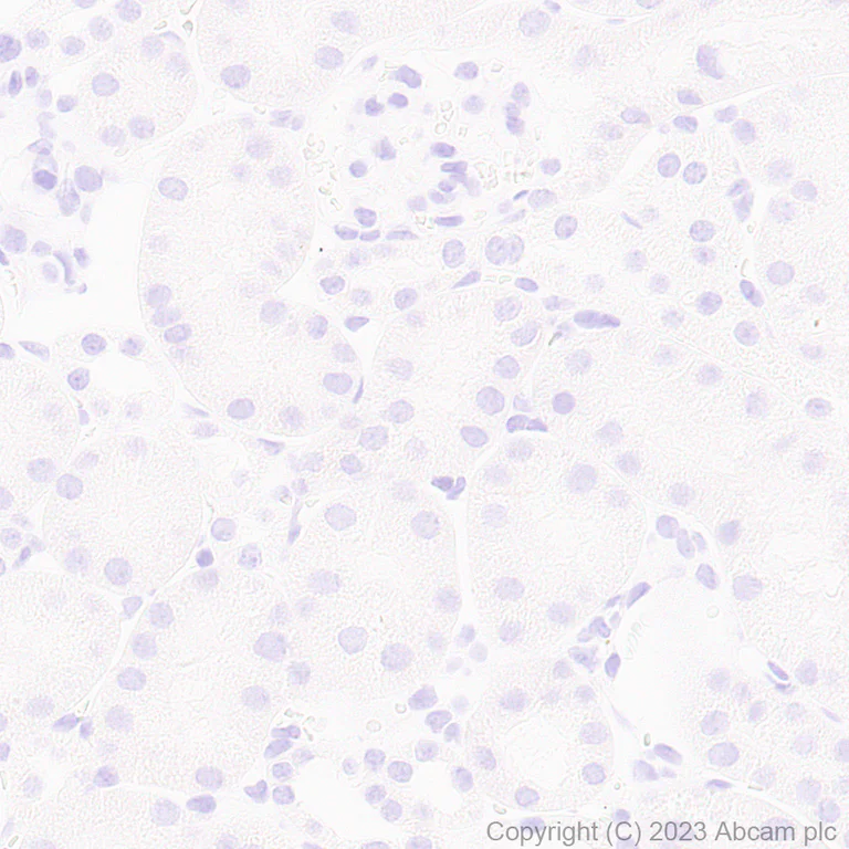 Immunohistochemistry (Formalin/PFA-fixed paraffin-embedded sections) - Anti-Arc antibody [EPR24093-90] - BSA and Azide free (AB309194)