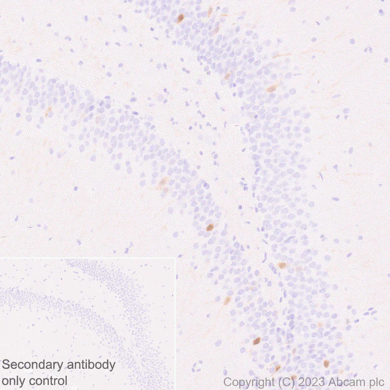 Immunohistochemistry (Formalin/PFA-fixed paraffin-embedded sections) - Anti-Arc antibody [EPR24093-90] - BSA and Azide free (AB309194)