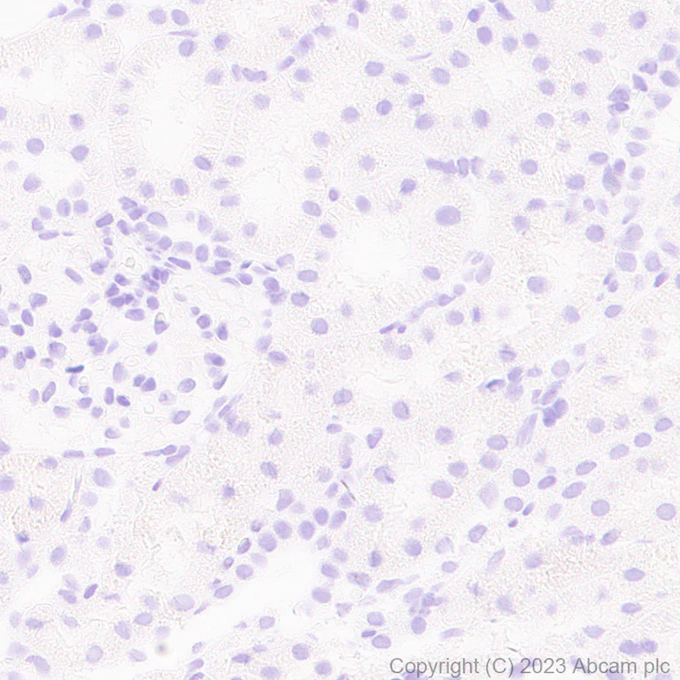 Immunohistochemistry (Formalin/PFA-fixed paraffin-embedded sections) - Anti-Arc antibody [EPR24093-90] - BSA and Azide free (AB309194)