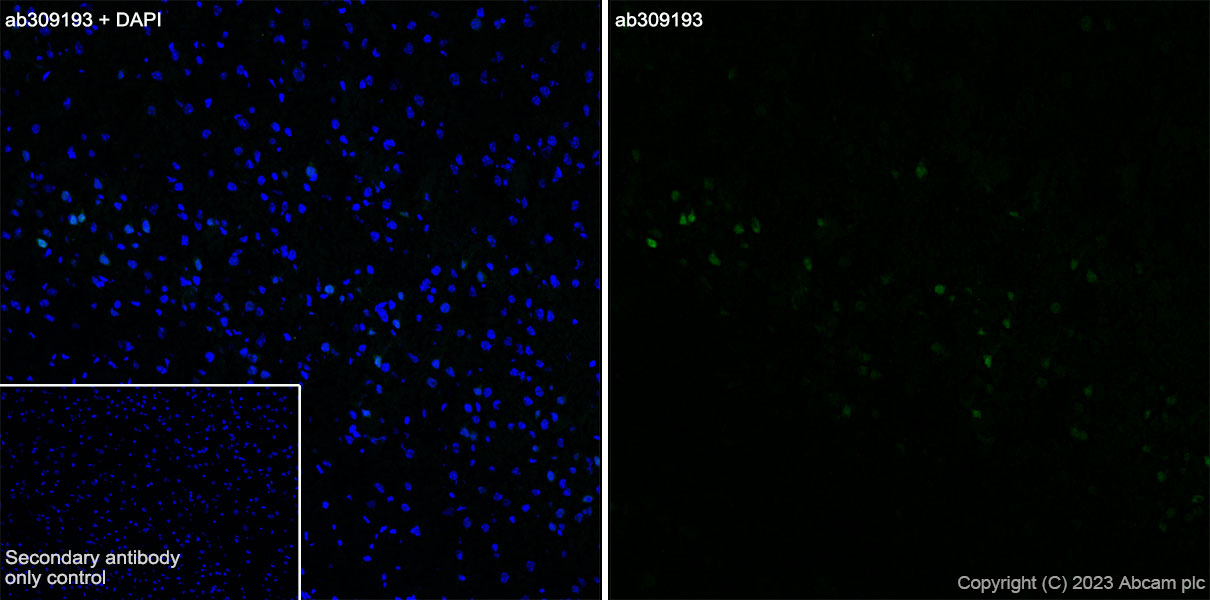 Immunohistochemistry (Frozen sections) - Anti-Arc antibody [EPR24093-90] - BSA and Azide free (ab309194), expandable thumbnail