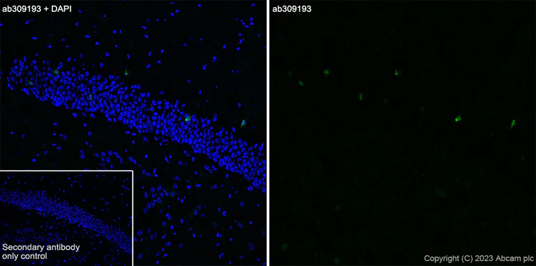 Immunohistochemistry (Frozen sections) - Anti-Arc antibody [EPR24093-90] - BSA and Azide free (AB309194)