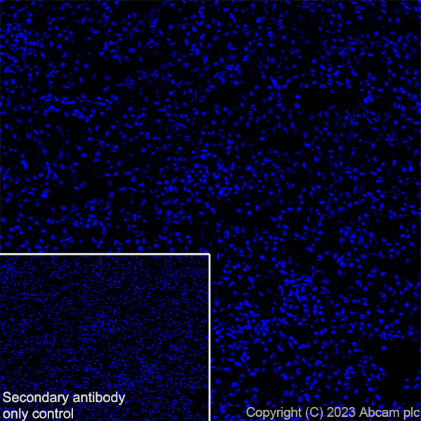 Immunohistochemistry (Frozen sections) - Anti-Arc antibody [EPR24093-90] - BSA and Azide free (ab309194), expandable thumbnail