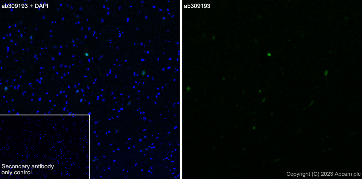 Immunohistochemistry (Frozen sections) - Anti-Arc antibody [EPR24093-90] - BSA and Azide free (ab309194), expandable thumbnail