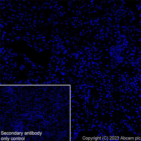 Immunohistochemistry (Frozen sections) - Anti-Arc antibody [EPR24093-90] - BSA and Azide free (ab309194), expandable thumbnail