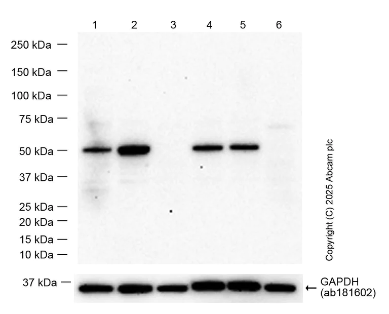 Western blot - Anti-Arc antibody [EPR24093-90] - BSA and Azide free (AB309194)