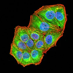 Immunocytochemistry/ Immunofluorescence - Anti-ARD1A antibody [3G3B9] (AB234076)