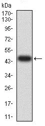 Western blot - Anti-ARD1A antibody [3G3B9] (AB234076)