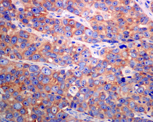 Immunohistochemistry (Formalin/PFA-fixed paraffin-embedded sections) - Anti-ARF GAP 2 antibody [EPR8497] - BSA and Azide free (AB248649)