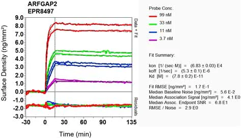 OI-RD Scanning - Anti-ARF GAP 2 antibody [EPR8497] - BSA and Azide free (AB248649)